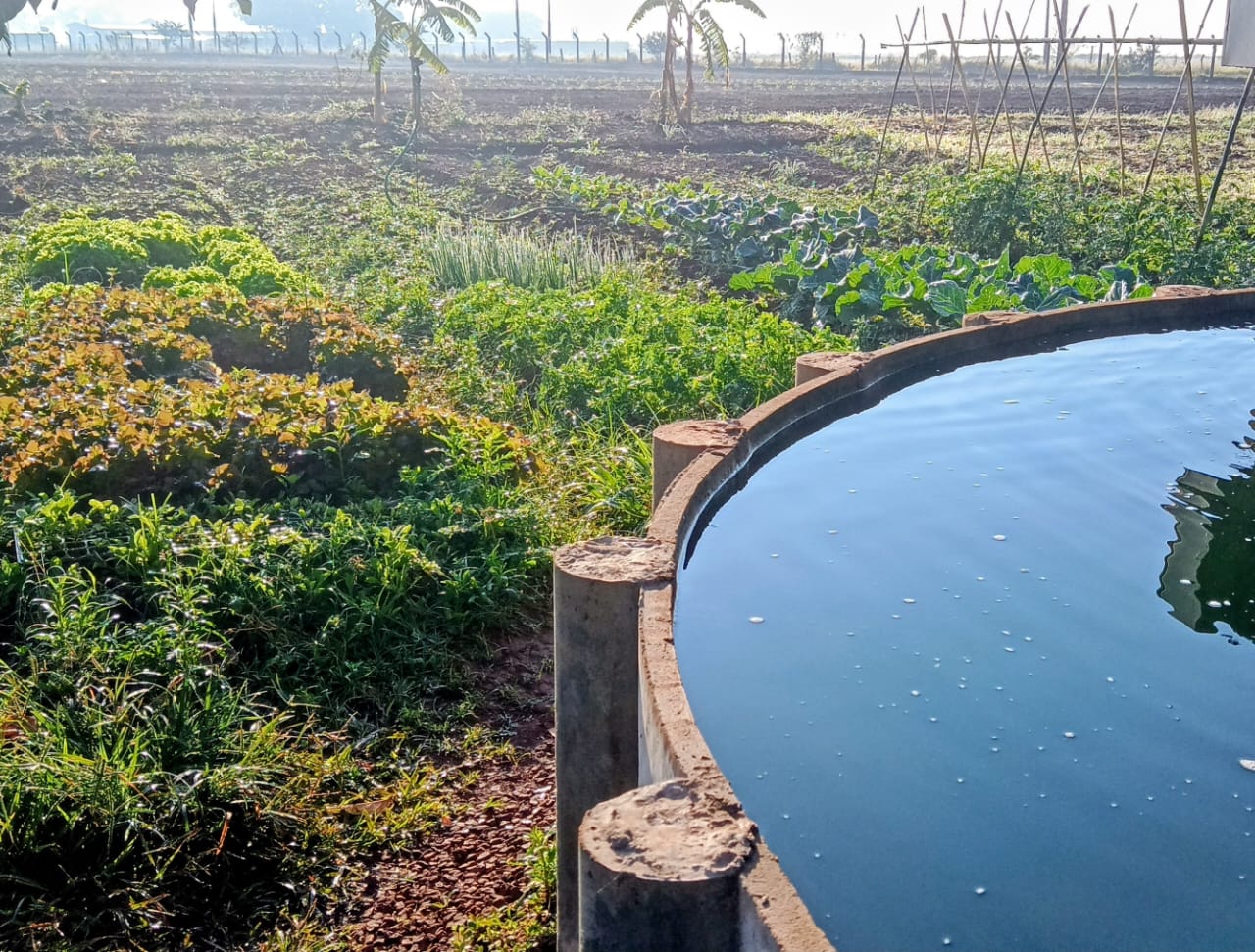 Aquicultura, o motor que conecta e impulsiona o Sisteminha Embrapa